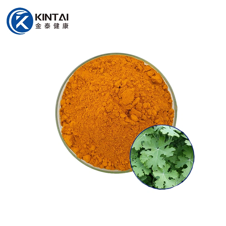 Macleaya Cordata þykkni